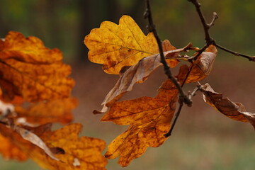 autumn oak leaves in fall colors