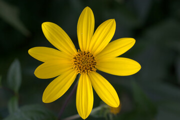 Macro of a showy goldeneye flowering in the middle of summer