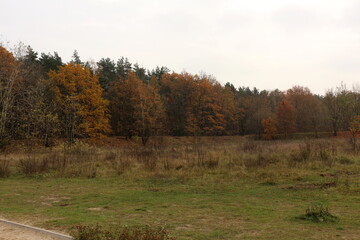 Bielański Forest in the colors of autumn