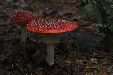 toadstool in the Polish forest