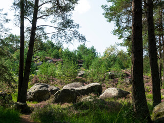 Rochers dans la forêt de Fontainebleau