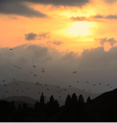 Sunset:Birds