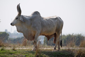 Guzera bull, zebu breed raised in Brazil