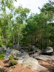 Fototapeta na wymiar Rochers dans la forêt de Fontainebleau