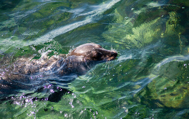 seal in water in La Jolla CA