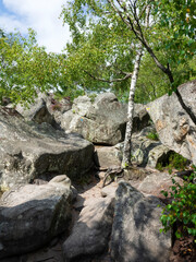 chemin de randonnée au milieu des rochers dans la forêt de Fontainebleau