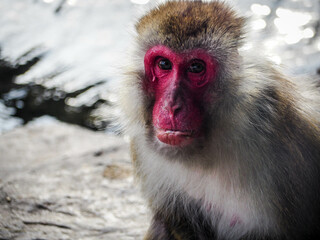 Close-up Portrait Of A Monkey