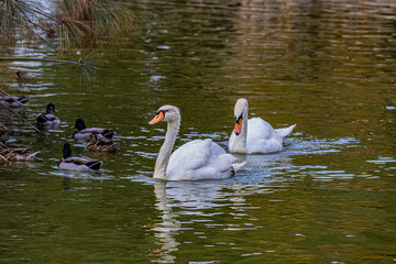 two swans on the lake