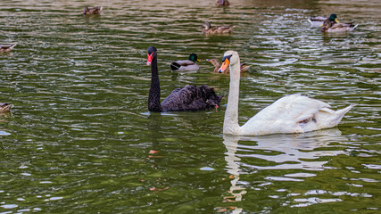 Fototapeta na wymiar two swans in the lake black and white