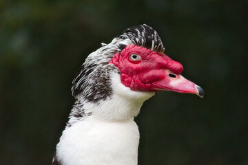 Muscovy duck