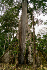 Giant Ceiba Tree