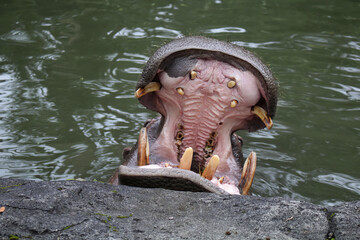 Hippopotamus Opens Mouth By The Pond