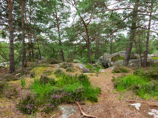 Forêt de Fontainebleau