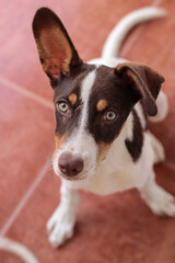 retrato de perrito de ojos verdes