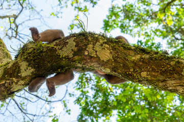 A single cappuchine monkey sitting on the branch of a tree