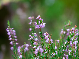 fleurs de Bruyères