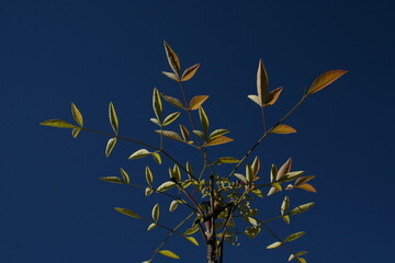 Planta arbusto Ruscus de hojas decorativas amarillas y verdosas con luz de sol desde arriba con fondo de cielo azul en el jardìn.