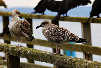 Vogelwelt Ostsee