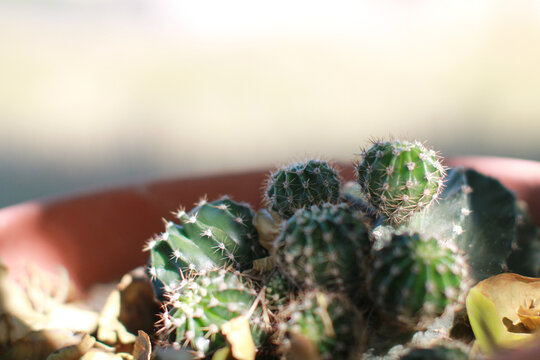 Closeup shot of a cactus with round heads