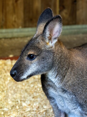 Wallaby de Bennett