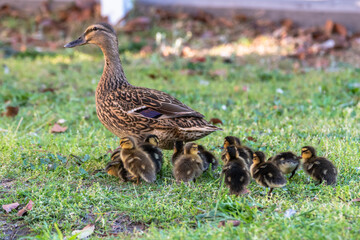 Mallard mother duck and ducklings