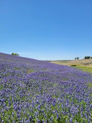 Lupine, California, Superbloom