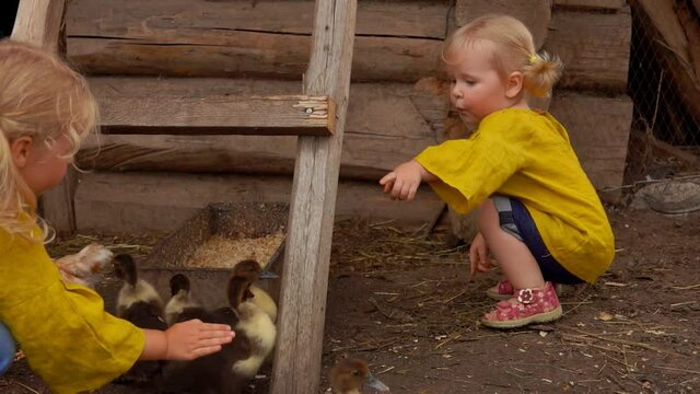 Two girls are amused by the tiny ducklings walking on the bird farm backyard
