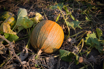 Ripe organic pumpkin growing in a vegetable garden. Growing environmentally friendly products.