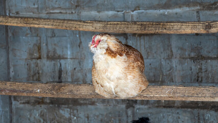 Poultry plant. The hens in the chicken coop went out for a walk and watched in amazement. Agriculture concept.
