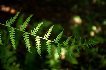 Beautiful fern leaves grow in the forest. Blur and selective focus.