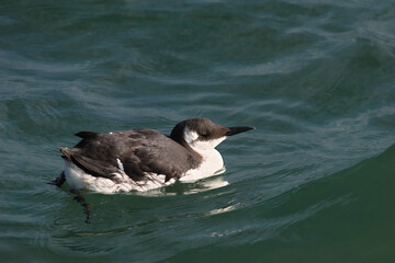 Guillemot bird in the water
