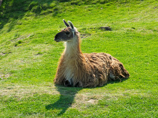 Guanaco allongé