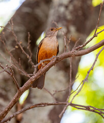 Orange thrush (Turdus rufiventris ), isolated among the green leaves . A typical Brazilian bird with harmonious and very beautiful song. Selective focus