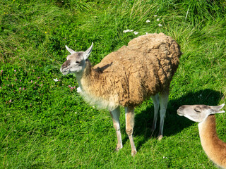 Obraz premium Guanaco