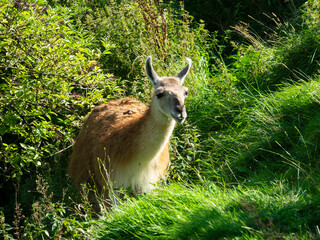 Guanaco
