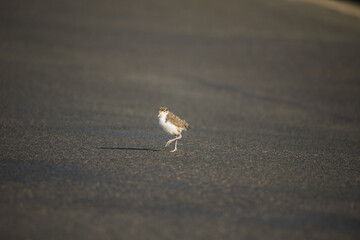Baby Masked Lapwing chick walking on green grass.