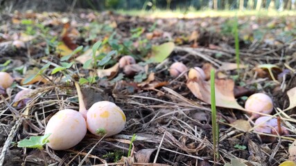 Fototapeta premium 9月・いちょうの木の下に落ちた双子のぎんなんの実