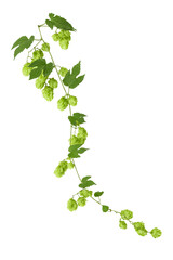 Hops branch isolated on white background close-up