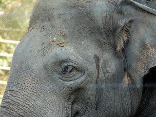 Obraz premium Eléphant d'Asie