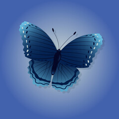 Bright butterfly on a colored background