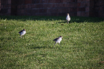 Baby Masked Lapwing chick walking on green grass.