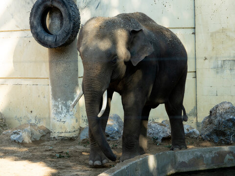 19 984 Best Elephas Maximus Indicus Images Stock Photos Vectors Adobe Stock