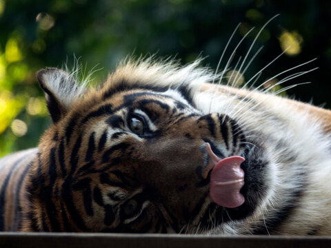 Tigre de Sumatra qui se l&egrave;che les babines