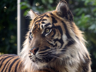 Tigre de Sumatra
