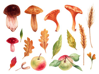 Clipart with mushrooms in watercolor