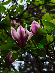 pink magnolia flowers