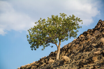 Green terebinth tree on a slope in the middle of desert with cloudy sky in iran