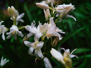 White flowers in the garden