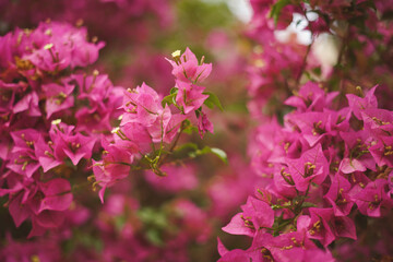 Pink Flowers in nature -Beautiful Bougainvillea