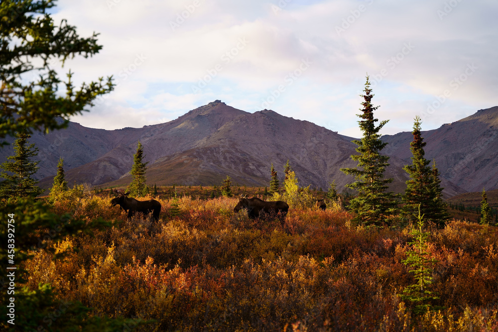 Canvas Prints Colorful fall field and bull mooses in a mountainous area